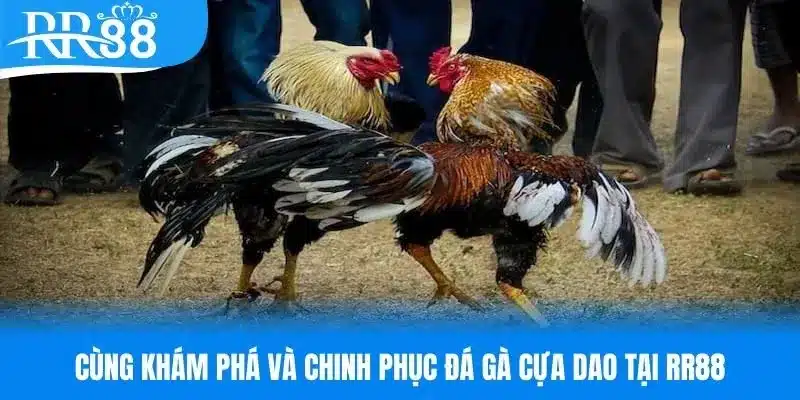 Ảnh đại diện đá gà cựa dao